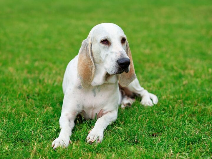 un chien billy