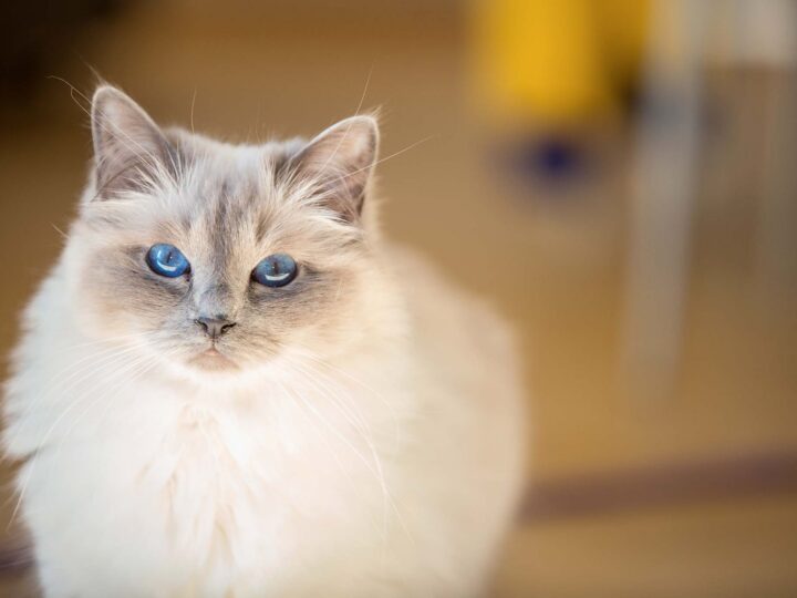 un chat sacré de birmanie