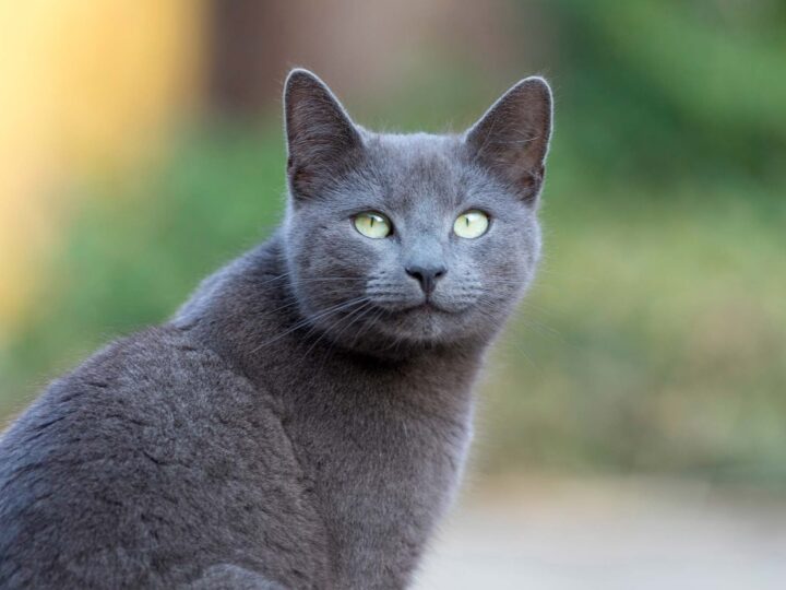 un chat bleu russe