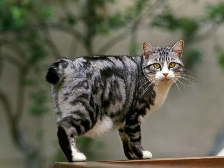 un chat bobtail japonais