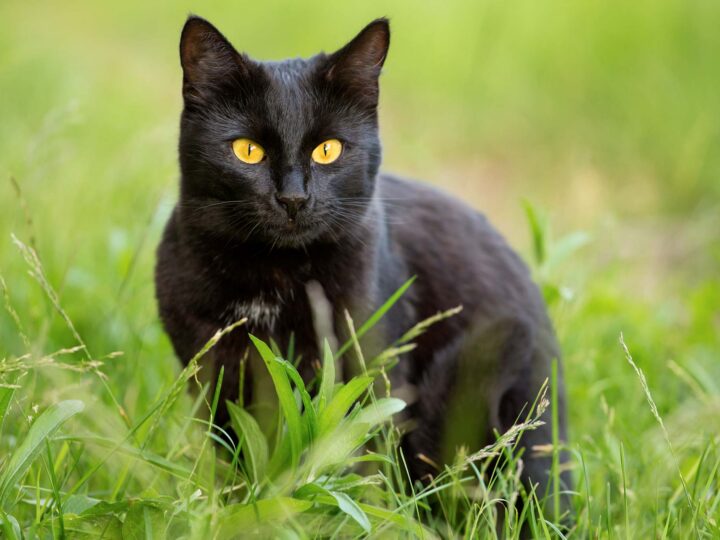 un chat bombay