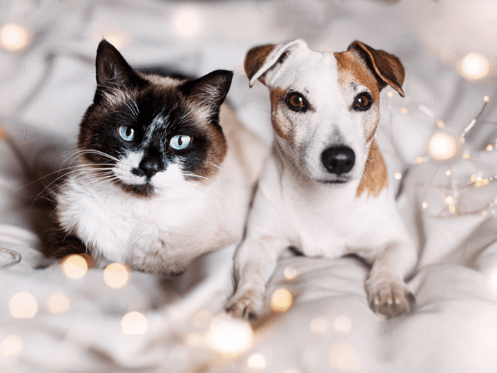 les bonnes résolutions de 2026 pour un chien et un chat