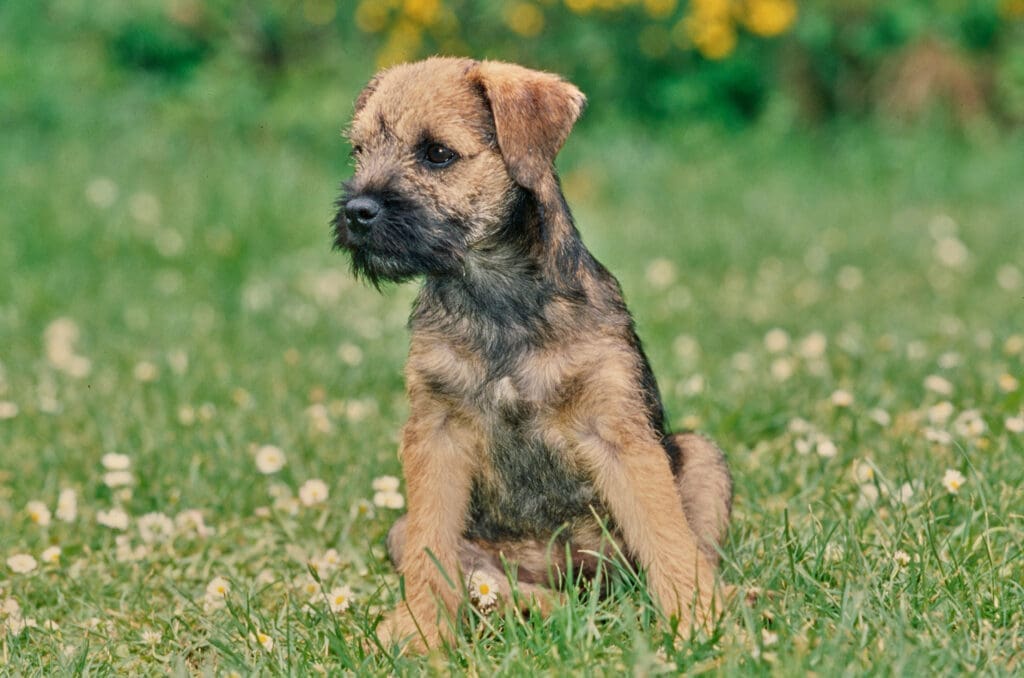 un chien border terrier