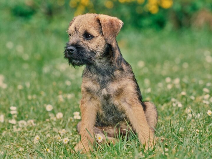un border terrier