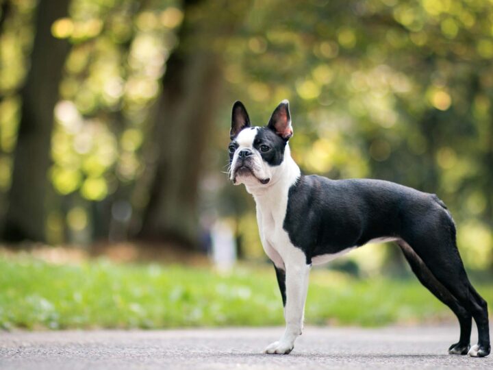 un chien boston terrier