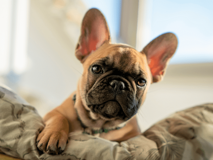 un bouledogue français