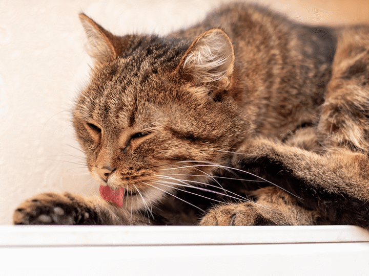 les boules de poils chez le chat