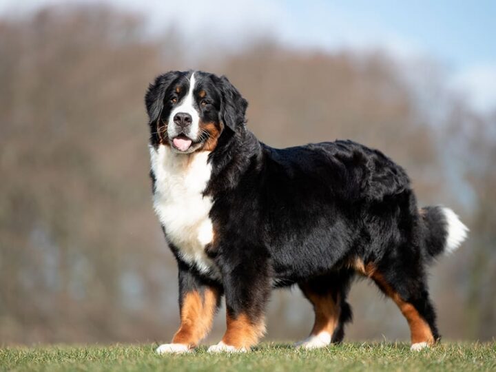 un chien bouvier bernois