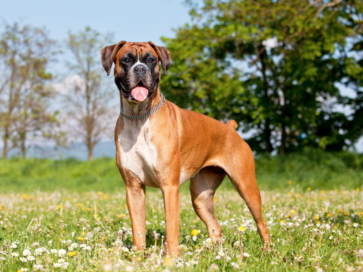 un chien boxer