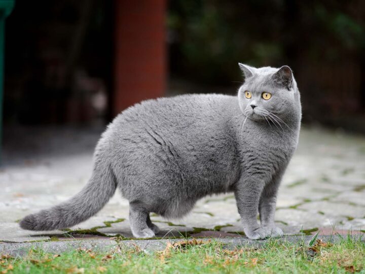 un chat british shorthair