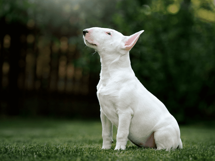 un chien bull terrier