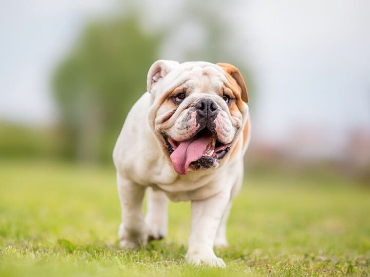 un chien bulldog