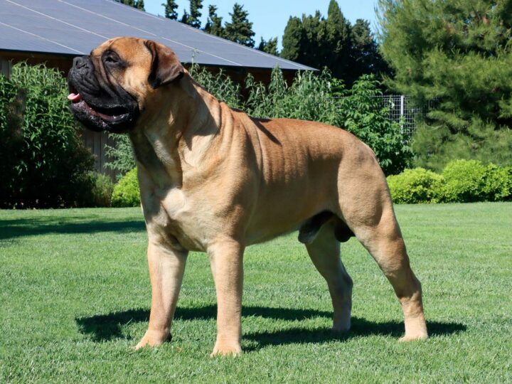 un chien bullmastiff