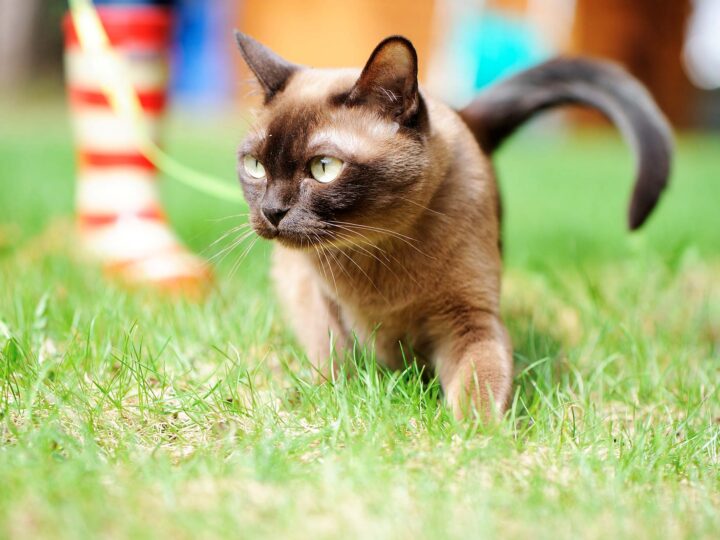 un chat burmese
