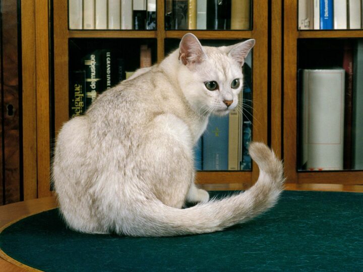 un chat burmilla