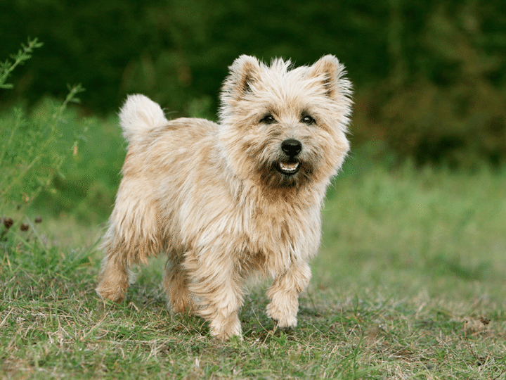 un chien cairn terrier