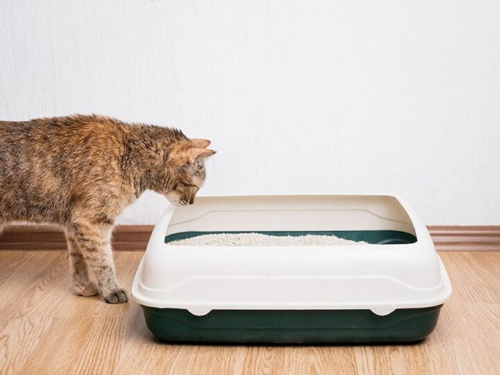 les calculs urinaires chez le chat