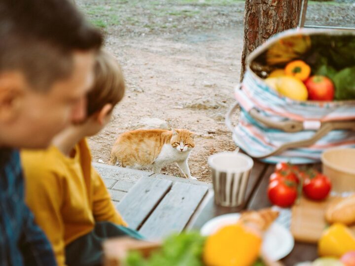 faire du camping avec son chat