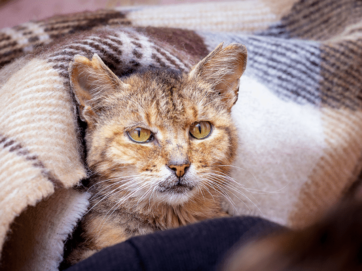 le cancer chez le chat