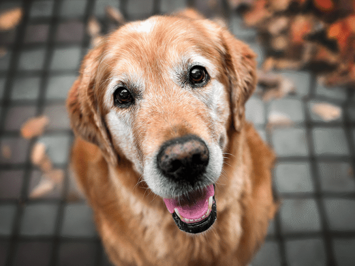 le cancer chez le chien