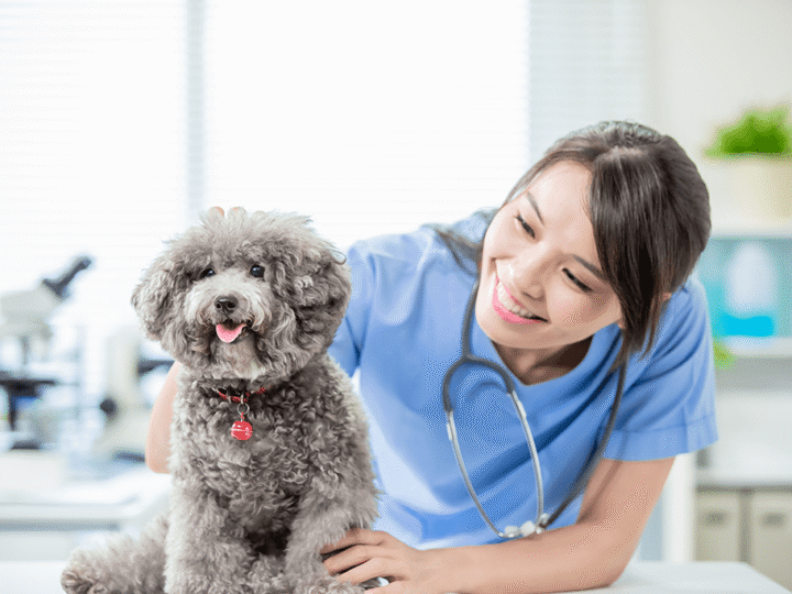 le cancer de la prostate chez le chien
