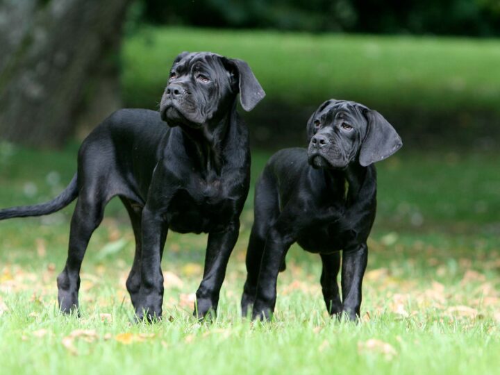 un cane corso