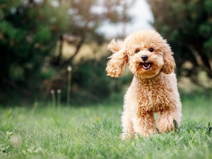 un chien caniche