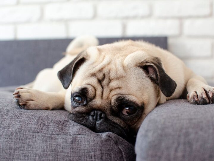 un chien carlin