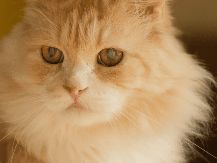 la cataracte chez le chat