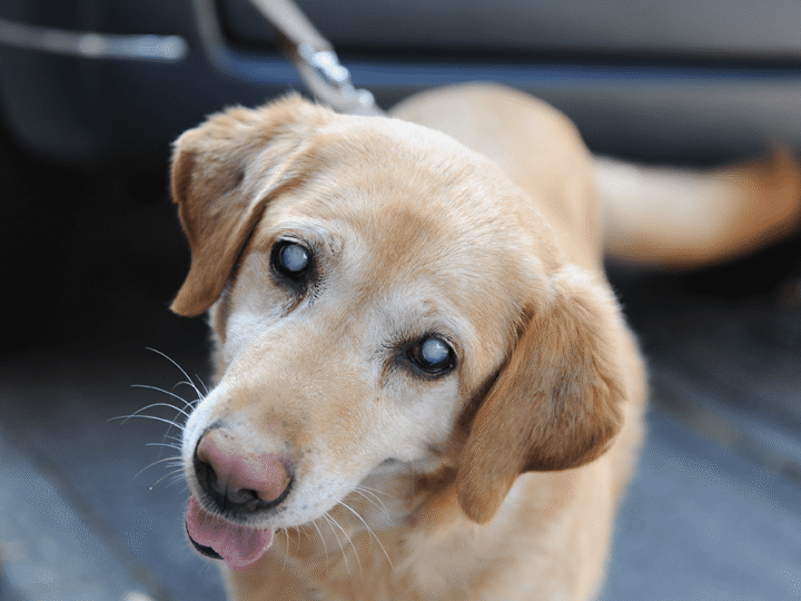 la cataracte chez un chien