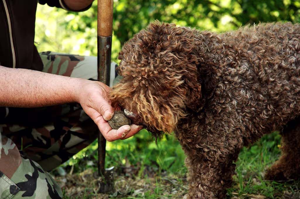 chercher des truffes avec son chien
