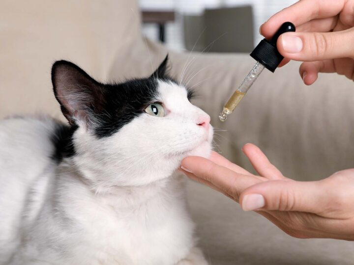 donner du cbd à un chat