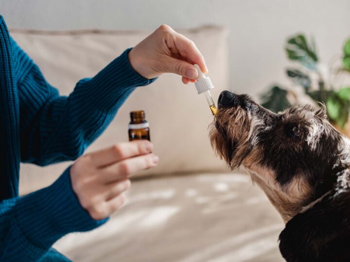 donner du cbd à un chien