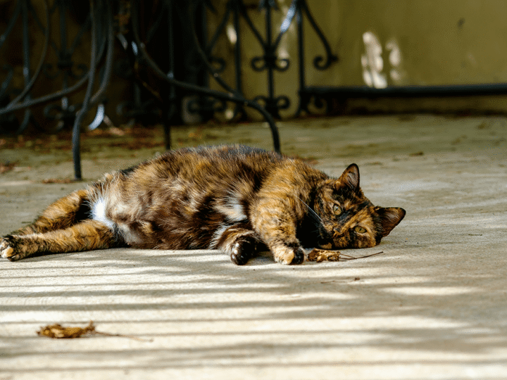 la césarienne chez la chatte