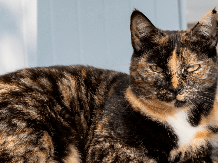 les chaleurs chez le chat