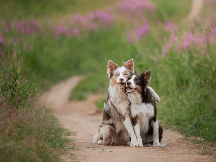 les chaleurs chez la chienne