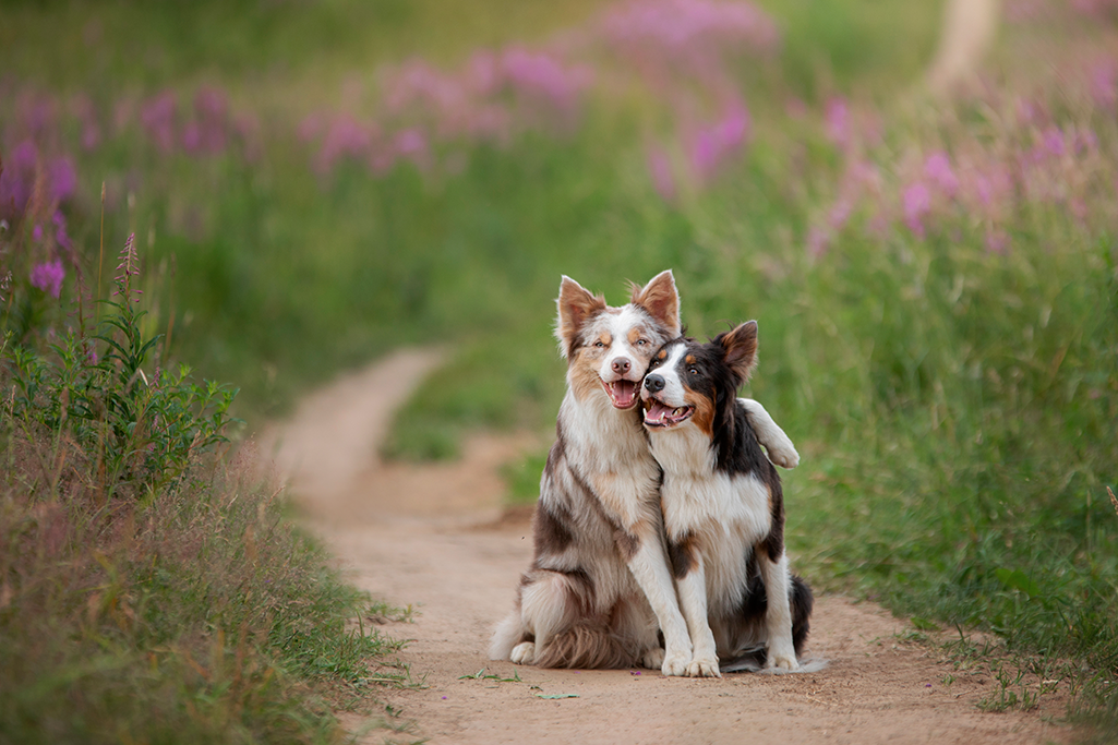 les chaleurs chez la chienne