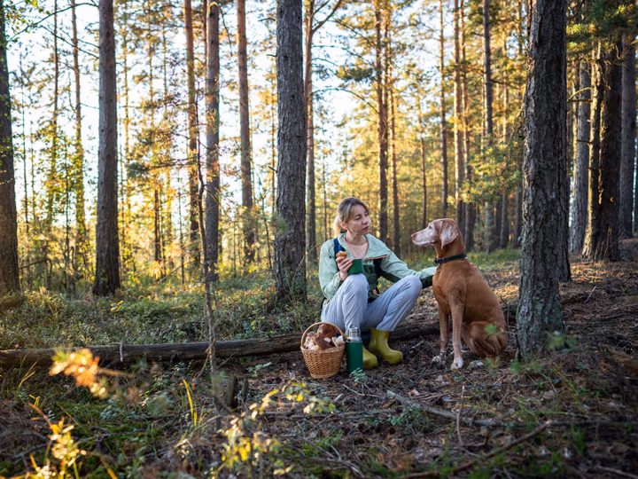 le danger des champignons chez le chien