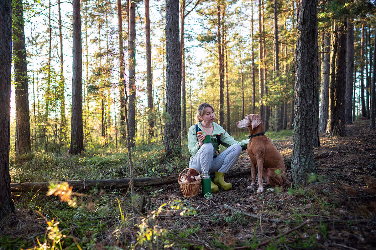 le danger des champignons chez le chien