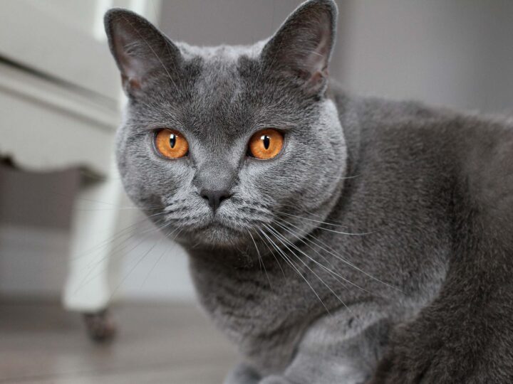 un chat chartreux