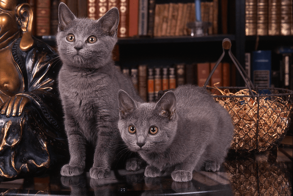 alimentation chat chartreux