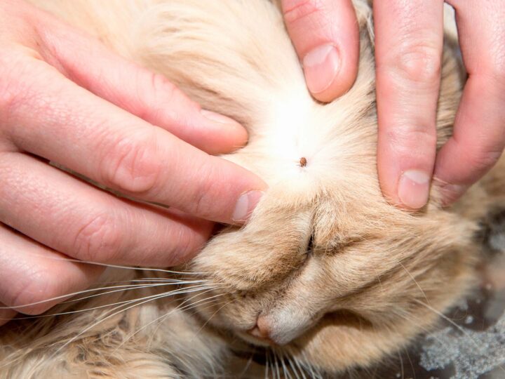 Une tique sur un chat