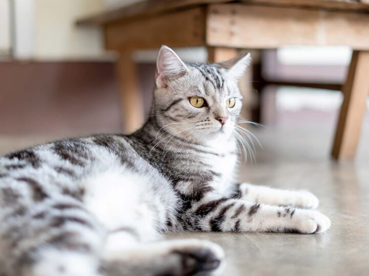 le chat american shorthair