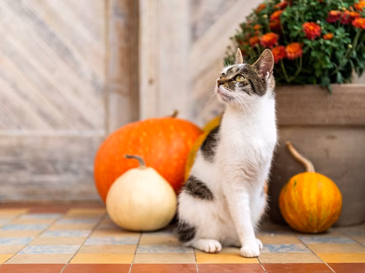 un chat amputé d'une patte