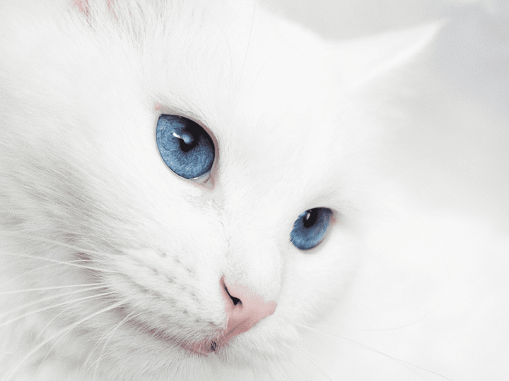 un chat blanc