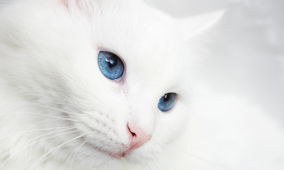 un chat blanc