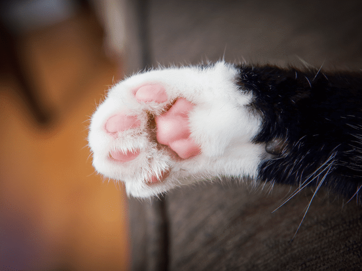 mon chat s'est blessé un coussinet