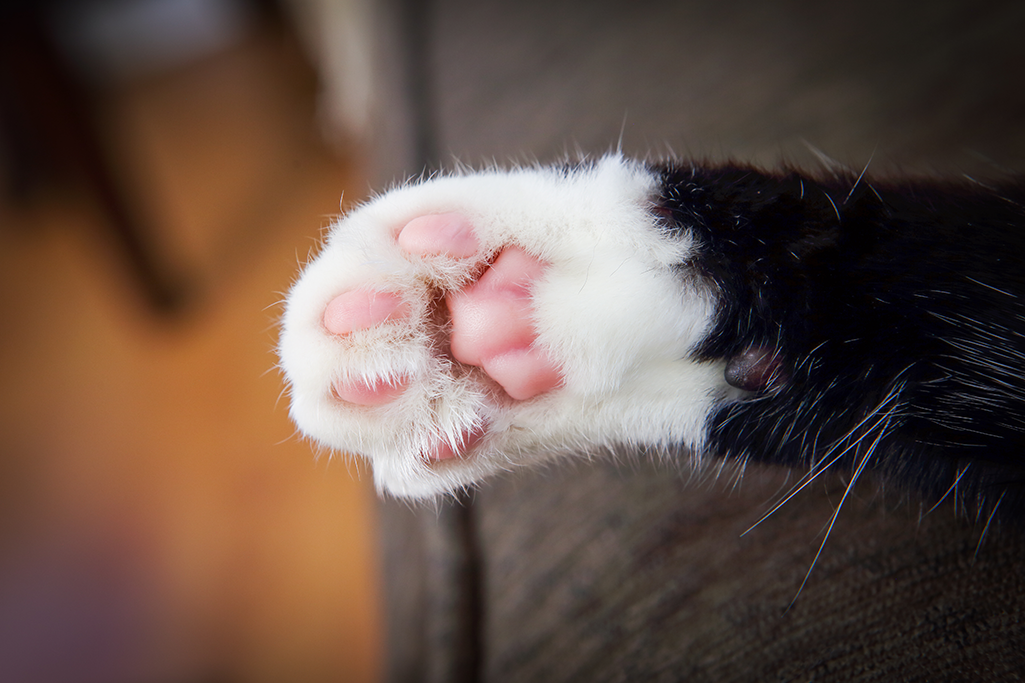 mon chat s'est blessé un coussinet