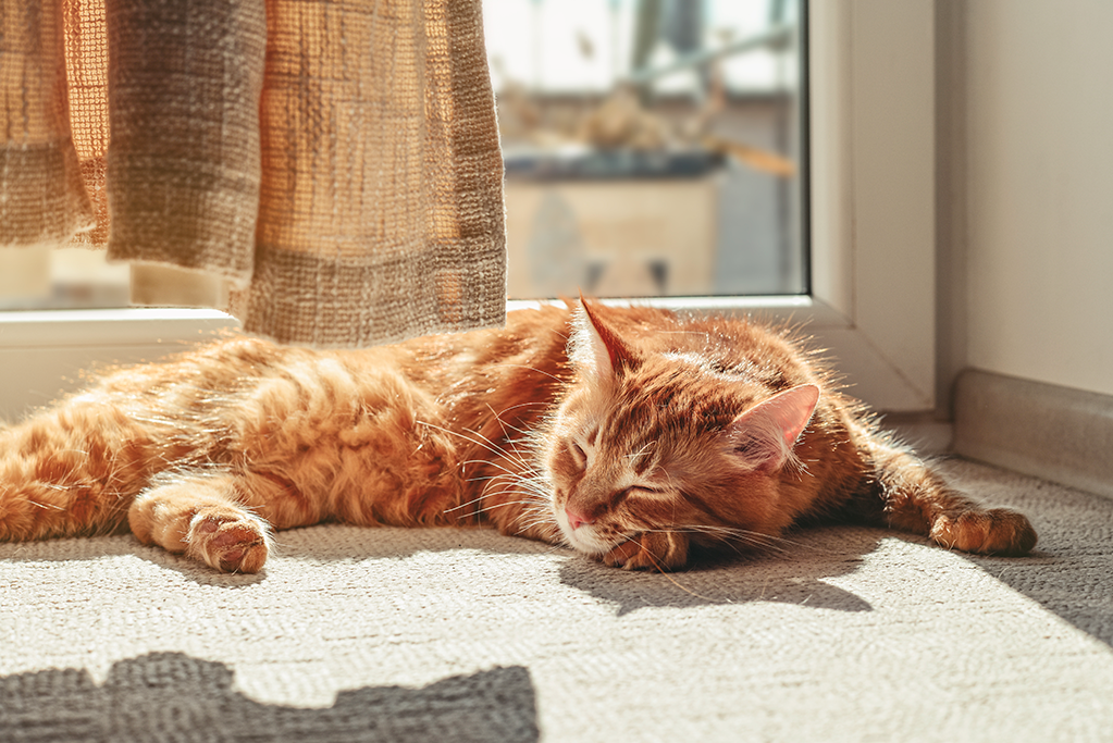 le chat et la canicule