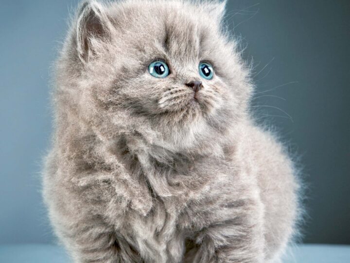 un chat céleste british